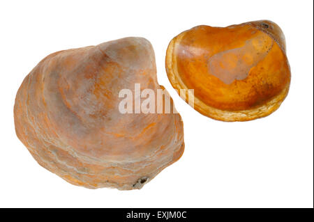 Sattel Austern / Jingle Muscheln (Anomia Ephippium) auf weißem Hintergrund Stockfoto