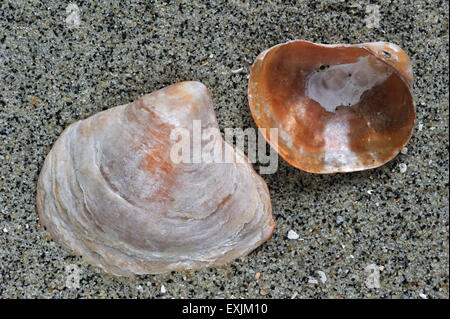 Sattel Auster / Jingle Schale (Anomia Ephippium) an Strand gespült Stockfoto