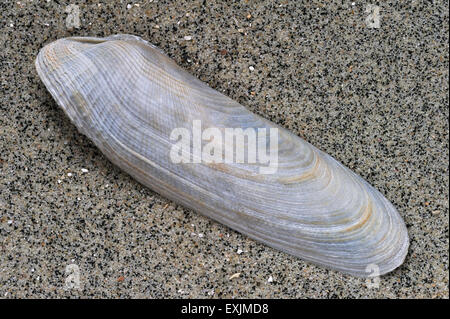 Gemeinsame Piddock (Pholas Dactylus) Muschel am Strand Stockfoto