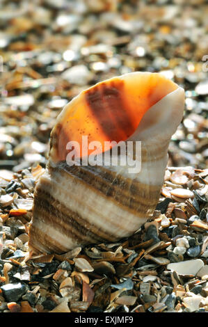 Hund Wellhornschnecke / dickschalige / Atlantic Dogwinkle (Nucella Lapilli) an Strand gespült Stockfoto