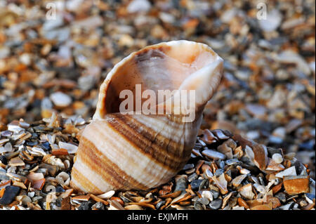 Hund Wellhornschnecke / dickschalige / Atlantic Dogwinkle (Nucella Lapilli) an Strand gespült Stockfoto