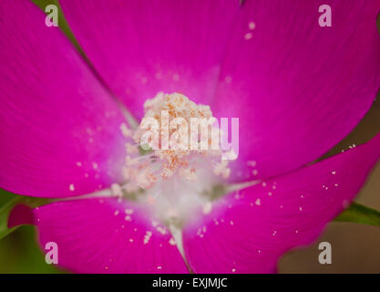 Pollen auf lila Mohn Malve Blume (Callirhoe) - USA Stockfoto