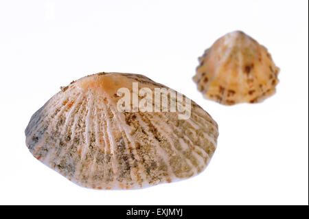Gemeinsamen Napfschnecken / gemeinsame europäische Limpet (Patella Vulgata) Muscheln auf weißem Hintergrund