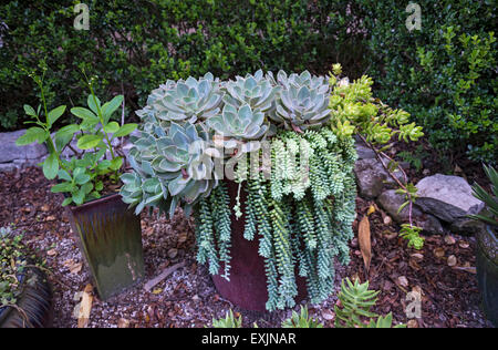 Kanapaha Botanischer Garten in Gainesville Florida. Stockfoto