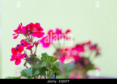 Wunderschöne rote Geranien Blumen in Blüte. Rote Blumen in Nahaufnahme Stockfoto