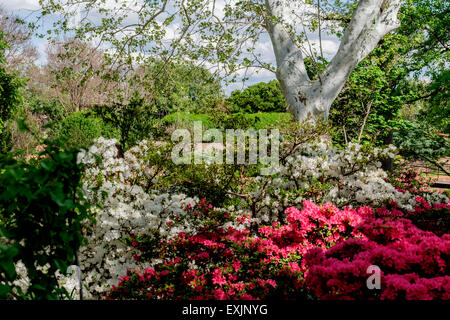Ein amerikanischer Ahorn, Platanus Occidentalis, zeigt aufstrebenden hinterlässt Frühling blühen Azalias. Stockfoto