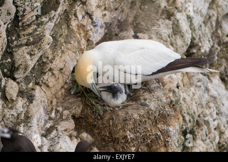 Ein Basstölpel (Morus Bassanus) neigt der Küken auf dem Nest. RSPB Bempton Klippen, East Yorkshire, UK Stockfoto