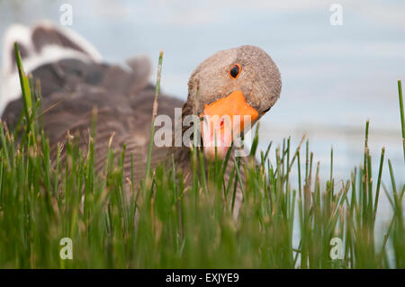 Eine Graugans (Anser Anser) ernährt sich von am Wasser Vegetation, Cley, Norfolk, Großbritannien Stockfoto