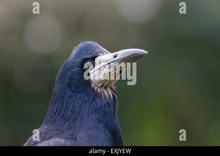 Nahaufnahme des Kopfes und der Schnabel ein Rook (Corvus Frugilegus), Hampden Park, Eastbourne, East Sussex, UK Stockfoto