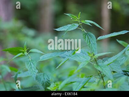 Wild Brennnessel Zweigen im Wald wachsen. Grünen Hintergrund der Brennnessel wächst in europäischen Wald Stockfoto