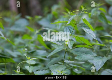 Wild Brennnessel Zweigen im Wald wachsen. Grünen Hintergrund der Brennnessel wächst in europäischen Wald Stockfoto