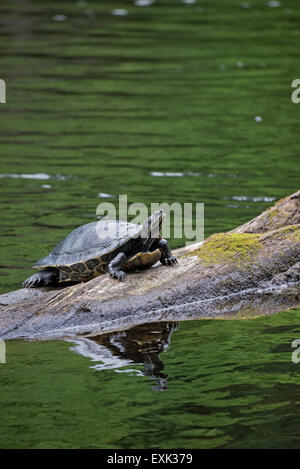 PoE Springs Park ist im Besitz von Alachua County und liegt am Fluss Santa Fe in Nord-Zentral-Florida. Stockfoto