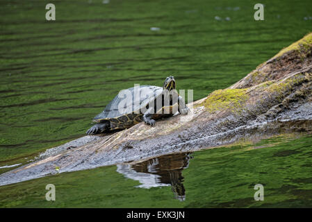 PoE Springs Park ist im Besitz von Alachua County und liegt am Fluss Santa Fe in Nord-Zentral-Florida. Stockfoto