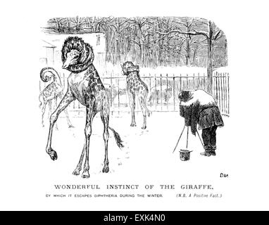 amüsante viktorianischen Abbildung von 1867 von George du Maurier, (1834-1896) "Wunderbaren Instinkt der Giraffe" Stockfoto