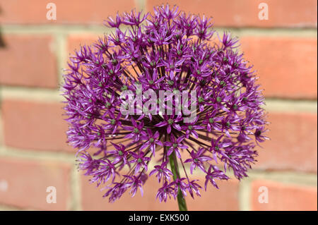 Allium 'Sensation' lila Blüte, eine Gharden Birne Ornamenmtal, Berkshire, Mai Stockfoto