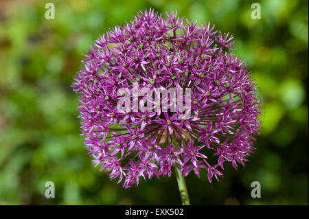 Allium 'Sensation' lila Blüte, eine Gharden Birne Ornamenmtal, Berkshire, Mai Stockfoto