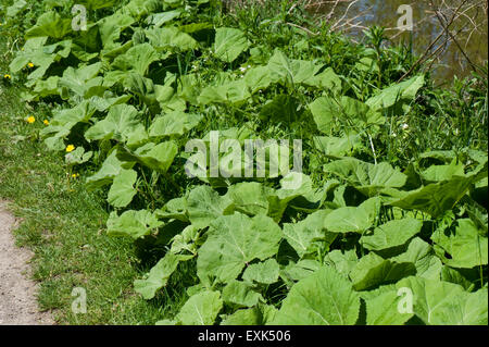 Gemeinsamen Pestwurz, Petasites Hybridus, großen Blätter entlang der Kennet und Avon Kanal, nachdem die Pflanzen haben geblüht, Berkshire, Mai Stockfoto