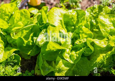 Junger Blattsalat im Garten wachsen. Schöne grüne Gemüse Foto. Stockfoto