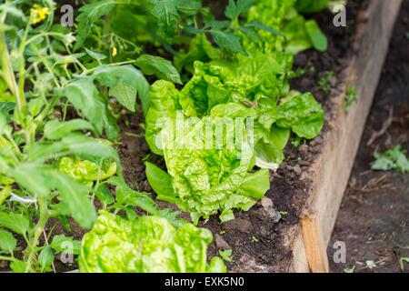 Junger Blattsalat im Garten wachsen. Schöne grüne Gemüse Foto. Stockfoto