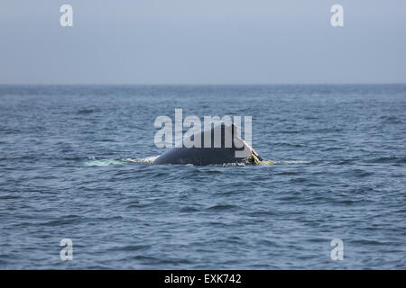 Nova Scotia, Kanada. 14. Juli 2015. Ein verletzter Buckelwal (Impressionen Novaeangliae) in der Bay Of Fundy aus Nova Scotia, Kanada. Der notleidende Wal hat Verletzungen durch Verstrickung in Seilen und hat nachfolgende eine Boje gesichtet worden. Bildnachweis: Stuart Forster/Alamy Live-Nachrichten Stockfoto