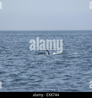 Ein verletzter Buckelwal (Impressionen Novaeangliae) in der Bay Of Fundy aus Nova Scotia, Kanada. Der Wal hat Verletzungen durch Verstrickung in Seilen und hat nachfolgende eine Boje gesichtet worden. Stockfoto