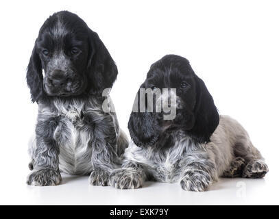 Wurf von englischer Cocker Spaniel Welpen - 7 Wochen alt Stockfoto