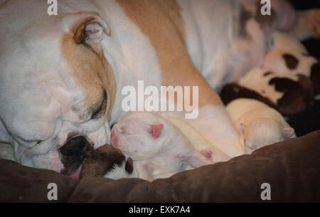 Mutter Hund Pflege und Reinigung einen Wurf Welpen Stockfoto