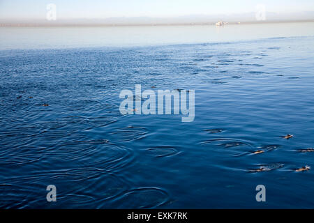 Delfine im Hafen von Los Angeles erschossen von einem Hubschrauber Stockfoto