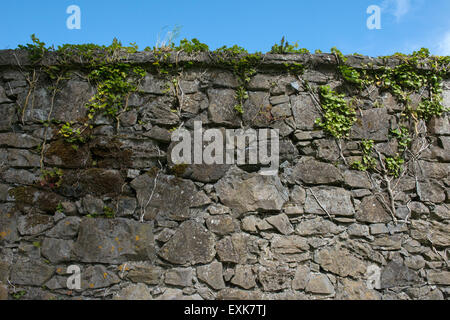 Steinmauer in Irland. Stockfoto