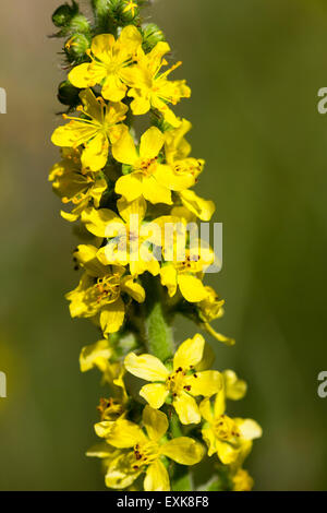 Nahaufnahme von einzelnen Blüten am Stiel der gemeinsamen Agrimony, Agrimonia eupatoria Stockfoto