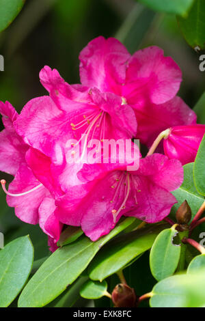 Nahaufnahme eines Fachwerkbinders einzelne Blume des Rhododendron Williamsianum Hybriden "Willbrit" Stockfoto