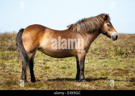 Vollständiges Profil ein Exmoor Ponys stehen stolz an einem windigen Frühlingstag in Winsford Hill im Exmoor England UK. Stockfoto