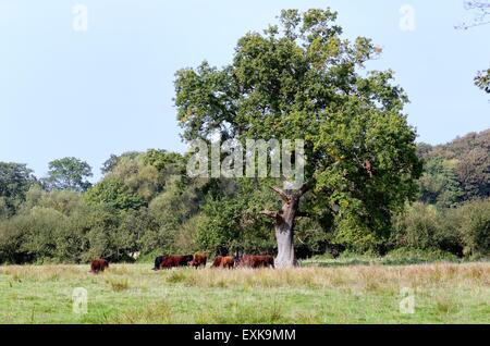 Eiche Baum und Rinder auf Land an Ripley Surrey UK Stockfoto