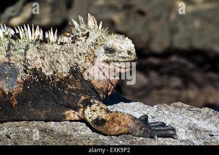 Marine Iguana (Amblyrhynchus Cristatus) auf den Galapagos Inseln Stockfoto