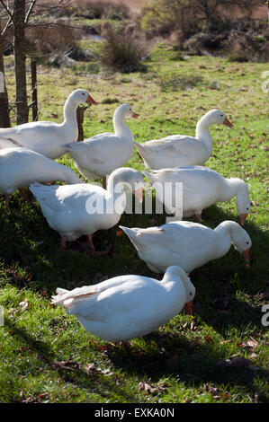 Gänse (Anser Anser Domestica) Devon England Europa Stockfoto