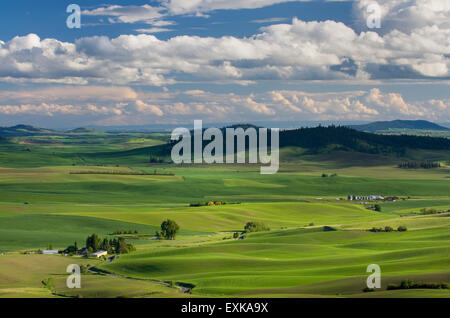 Bauernhöfe, eingebettet in den sanften Hügeln des grünen Weizen-Felder in der Palouse Region Inland Empire of Washington Stockfoto