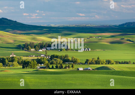 Bauernhöfe, eingebettet in den sanften Hügeln des grünen Weizen-Felder in der Palouse Region Inland Empire of Washington Stockfoto