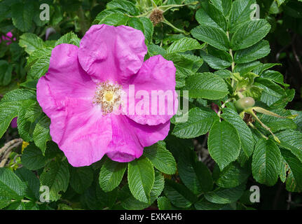 Rosa Rock rose Nahaufnahme mit Stempel, Blütenblätter und grüne Blätter im Juni, Schweden. Stockfoto