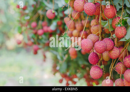 frische Lychee Baum in Litschi Obstgarten Stockfoto