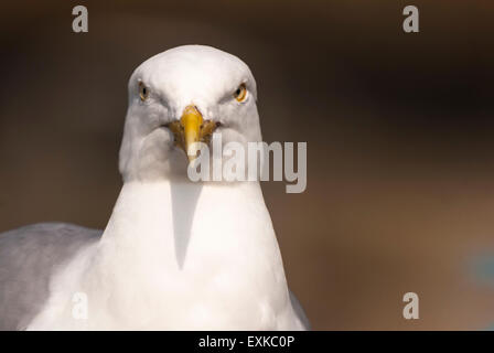 Porträt von einem europäischen Silbermöwe, Larus Argentatus, starrte auf die Kamera. Stockfoto