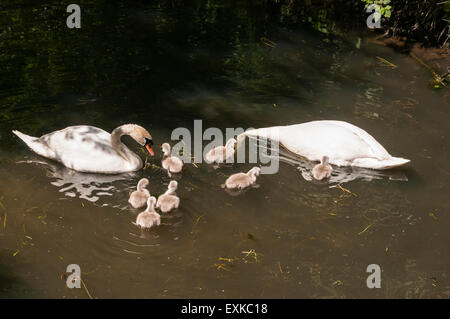 Schwan, Cygnus Olor, Eltern mit sieben Cygnets stumm. Stockfoto