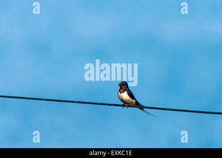 Ein einsamer Rauchschwalbe Hirundo Rustica, thront auf einem Telefondraht in der Sommersonne Stockfoto