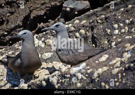 Zwei gemeinsame oder Brown Noddy auf einem Felsen (Anous Stolidus), Galapagos, Ecuador Stockfoto