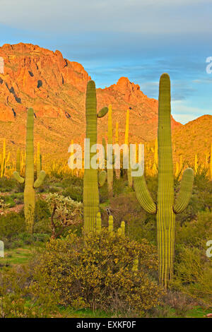 Ajo Range Bergen, Saguaro Kakteen, Frühling, Organ Pipe National Monument, Arizona, USA Stockfoto