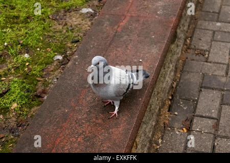 Nahaufnahme der Straße Taube stehend auf Seitenwand in einem Park. Stockfoto