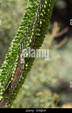 Octopus Tree, Didierea Madagascariensis, stacheligen Wüste in Madagaskar dornige Dickicht Stockfoto