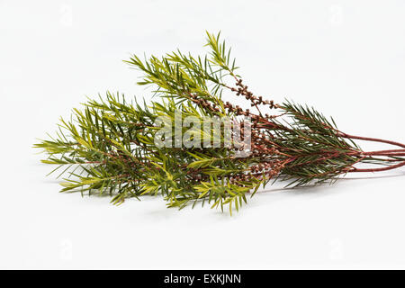 Teebaum (Melaleuca Alternifolia) lässt auf weißem Hintergrund Stockfoto