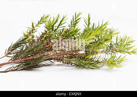 Teebaum (Melaleuca Alternifolia) lässt auf weißem Hintergrund Stockfoto