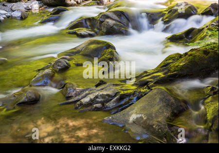 Gold und grün sonnenbeschienenen Bäume reflektiert im Sol Duc River in Olympic Nationalpark, Washington. Stockfoto