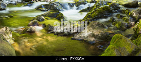 Panorama-Bild der goldenen und grünen sonnenbeschienenen Bäume reflektiert im Sol Duc River in Olympic Nationalpark, Washington. Stockfoto